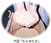 大豆「むらゆたか」